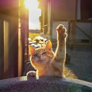 m微笑的柴郡猫m 头像