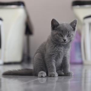 家里的猫叫汤圆是英短蓝猫头像
