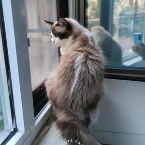 MoMo的猫酱兔酱头像