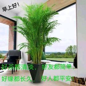 康乐特效头像