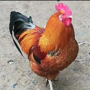 申百念头像