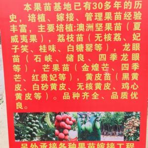 培植绿化果树苗头像