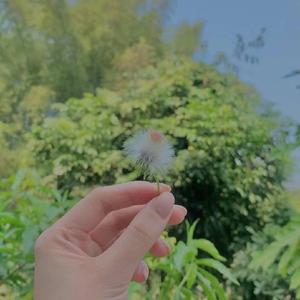 奈斯媄头像