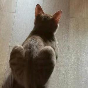 金桔Ginger头像