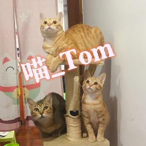 喵Tom 头像
