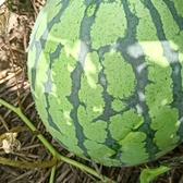 小徐果业11头像