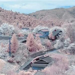 东鋒头像