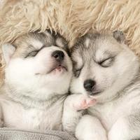 博学学习加油头像