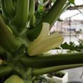 老旺美头像