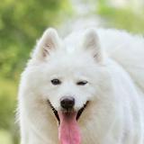 小白爱吃菜头像