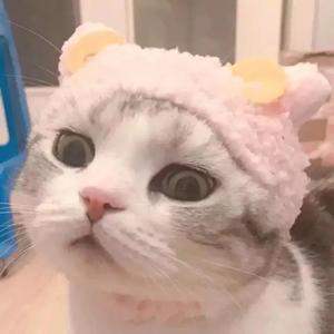 小酱猫社头像