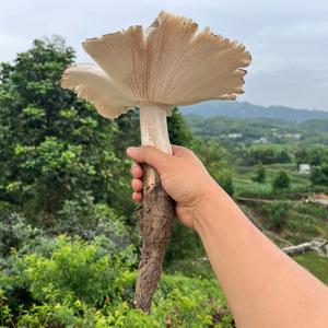 酒窝重阳头像