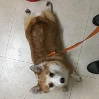 落影执迷离i头像