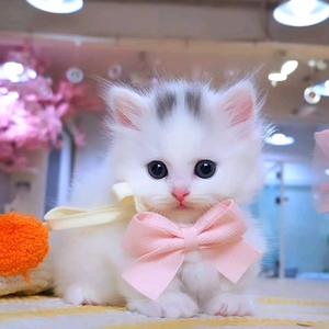 在书房安静写作小文章头像