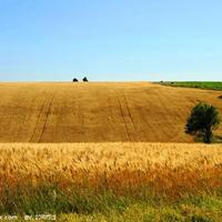 麦田里的瓜头像
