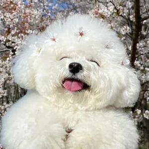 胖墩是个熊头像