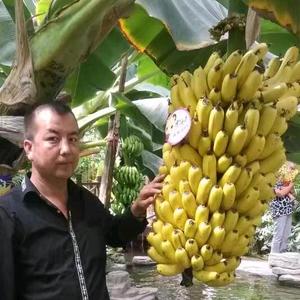 阿里木头像