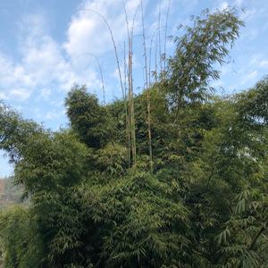 晶晶有味头像