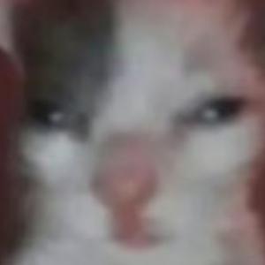 严都不严头像