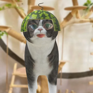 猫家人头像