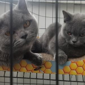 自在的丢了幸福的猪头像