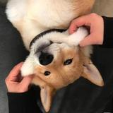 荣城比尔吉头像