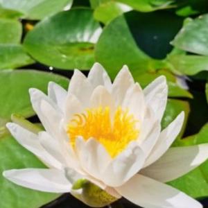 白云悠悠信天游头像