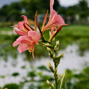 雨菲Wong头像