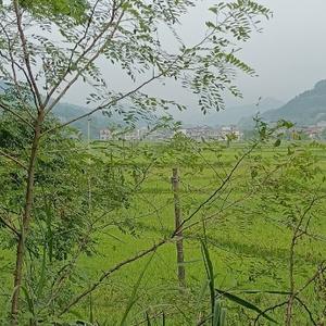 湖湘风情头像