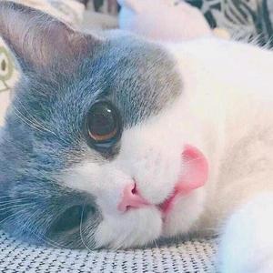 蓝猫头像