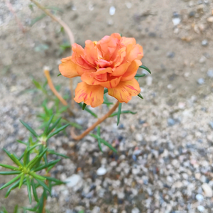 天涯的天恩头像