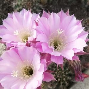 涵花伟头像