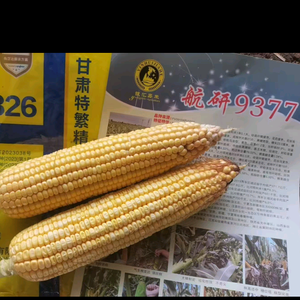 玉丰种业有限公司(潍坊)头像
