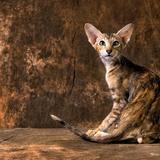 用户4039935986653头像