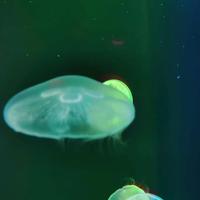 你就是个der2头像