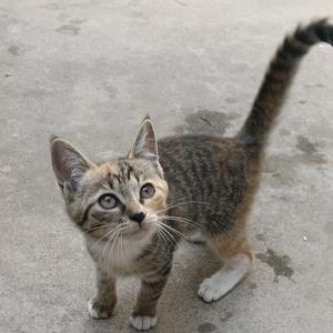 旺财猫（好物分享）头像