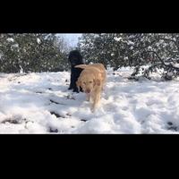 波罗甜甜蜜头像