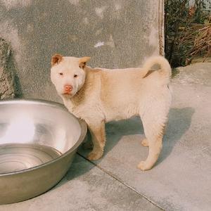 中华田园犬纪实头像