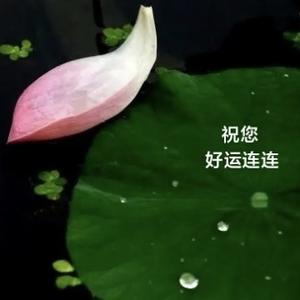 雄鹰头像