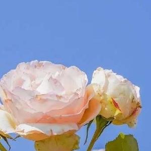 泥融燕双飞头像