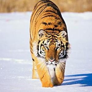 Tiger虎头像