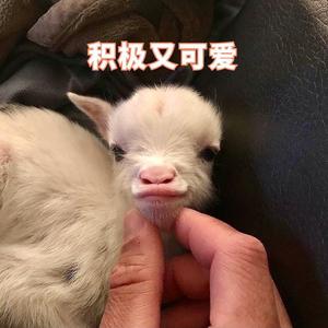 金同学有马力头像
