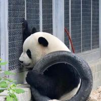 小杨哥广州新能源货车头像