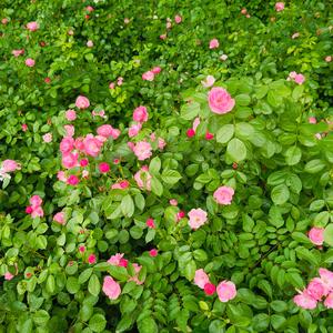 椰茶咖咖头像