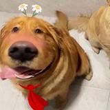 优雅农村晓帅头像