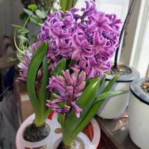 诸葛筱蝶头像