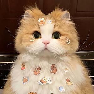 小喵子头像