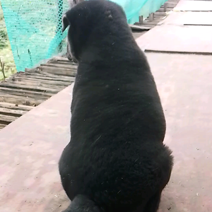 彦彦的墩墩头像