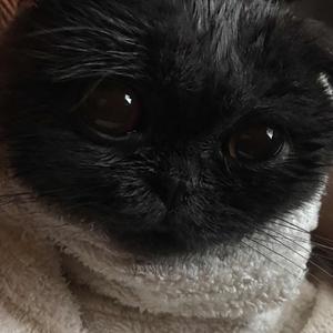 蓝猫不导电头像