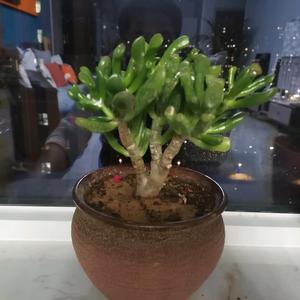 小伟8Z9T头像